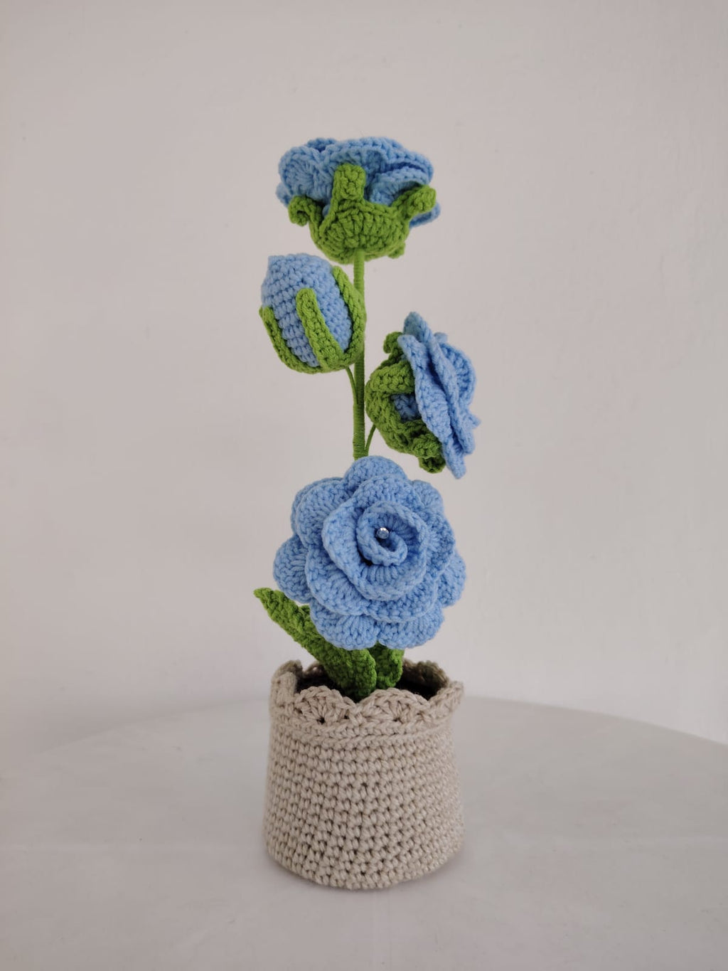 Enchanted Rose Plants