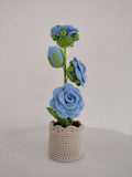 Enchanted Rose Plants