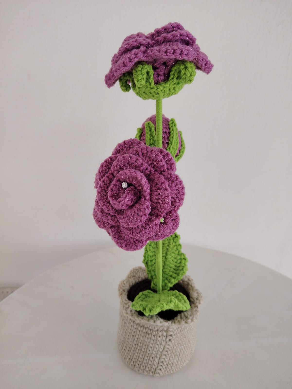 Enchanted Rose Plants