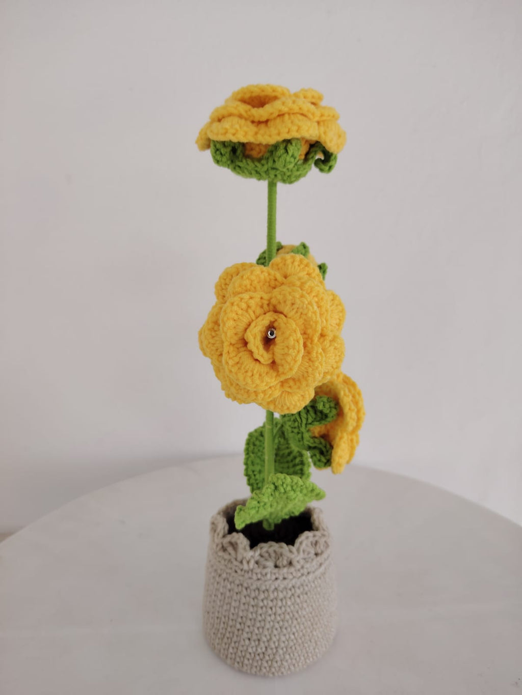 Enchanted Rose Plants