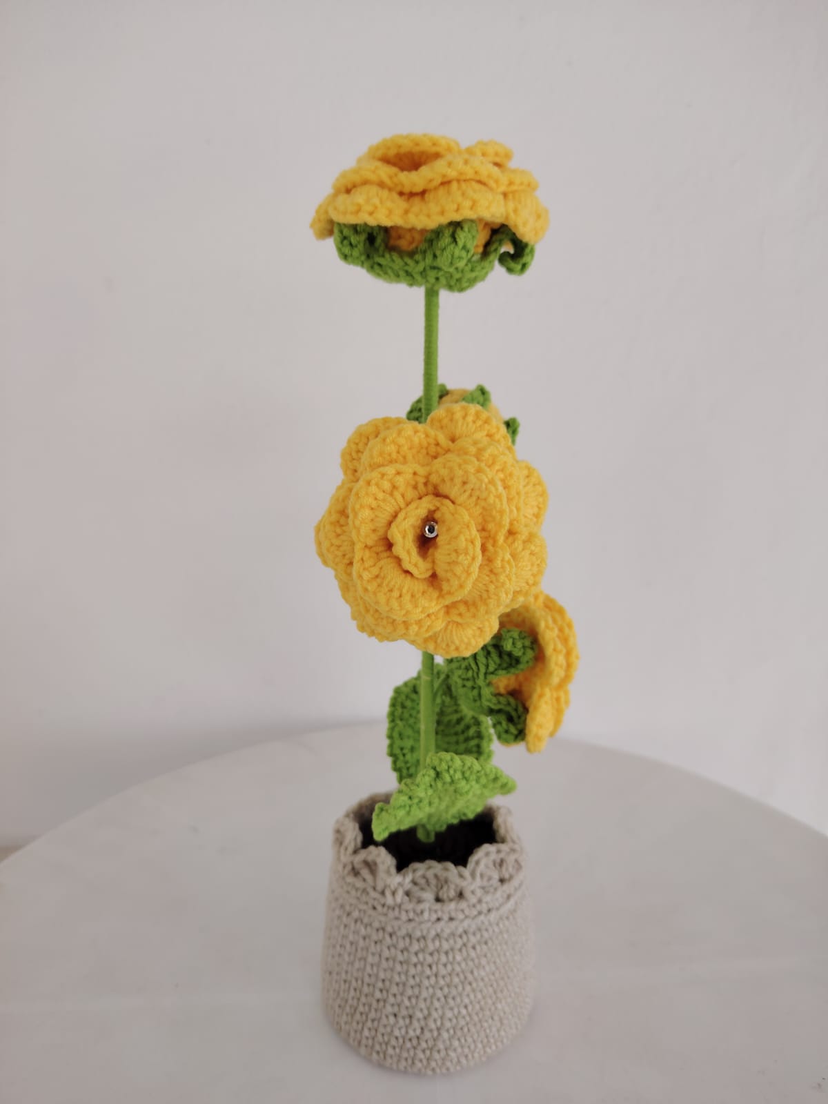 Enchanted Rose Plants
